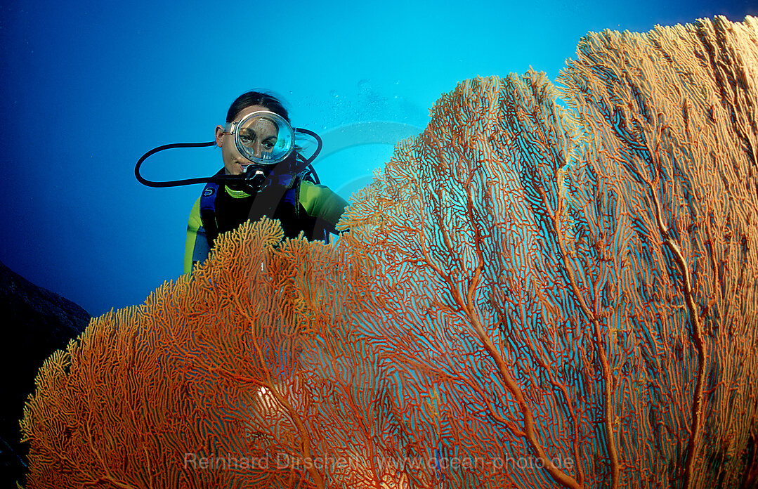 Taucher und Korallenriff, Indischer Ozean, Phuket, Similan Inseln, Andamanensee, Thailand