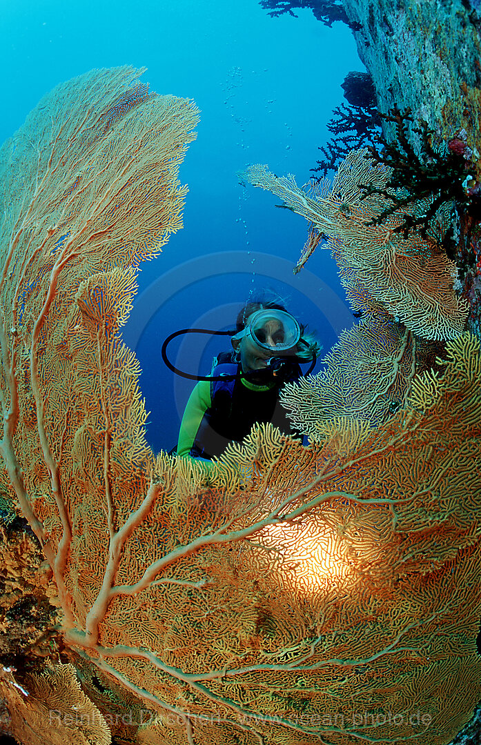 Taucher und Korallenriff, Indischer Ozean, Phuket, Similan Inseln, Andamanensee, Thailand