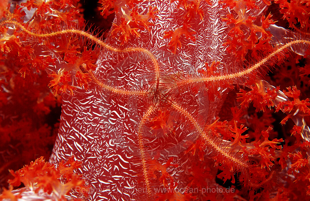 Purpurner Schlangenstern auf Weichkoralle, Ophiothrix purpurea, Indischer Ozean, Phuket, Similan Inseln, Andamanensee, Thailand