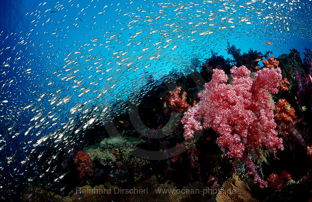 Korallenriff, Indischer Ozean, Phuket, Similan Inseln, Andamanensee, Thailand