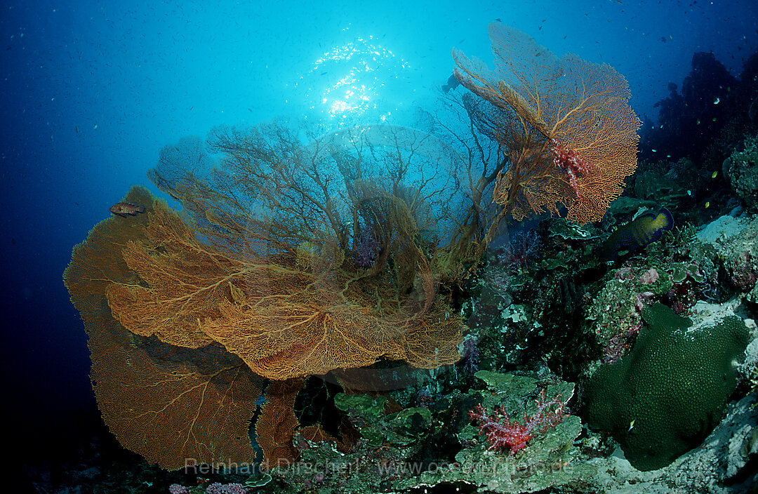 Korallenriff, Indischer Ozean, Phuket, Similan Inseln, Andamanensee, Thailand