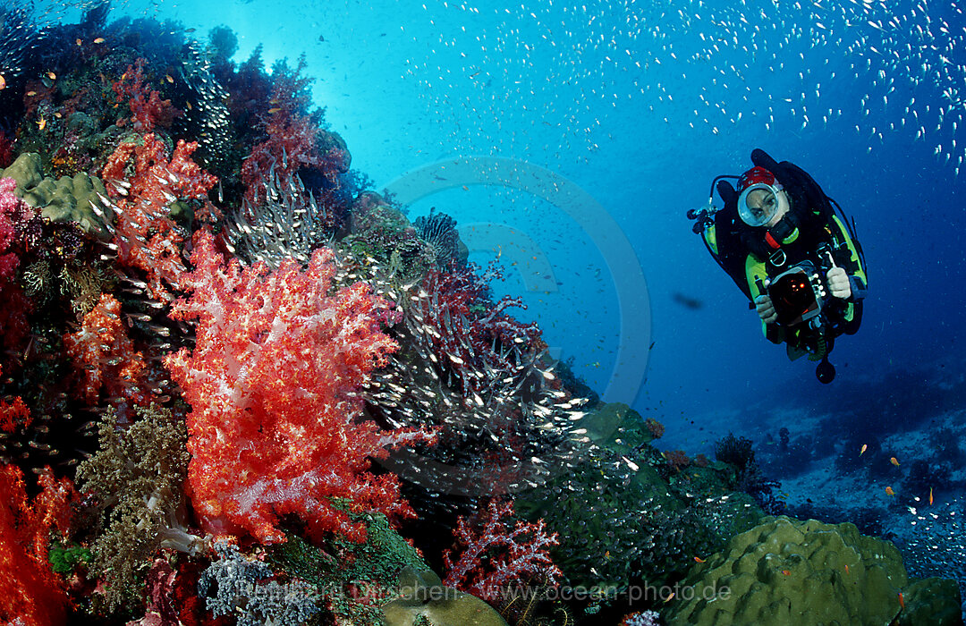 Taucher und Korallenriff, Indischer Ozean, Phuket, Similan Inseln, Andamanensee, Thailand