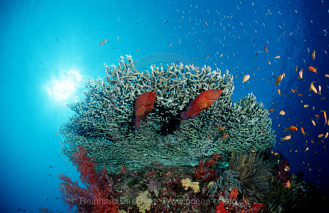 Coral grouper