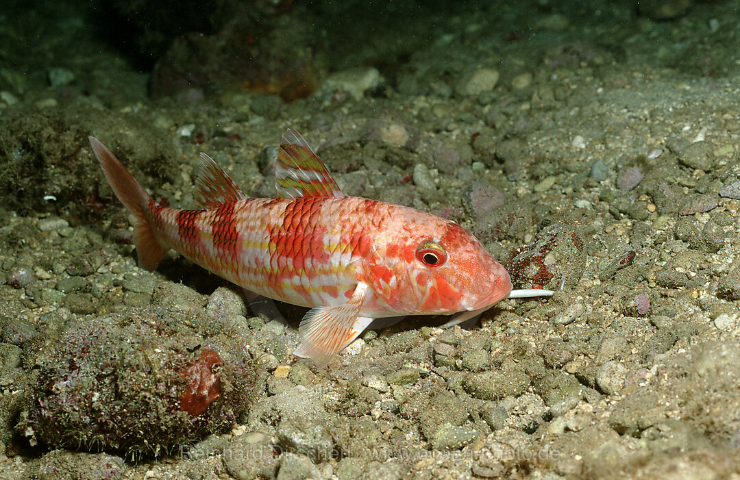 Gestreifte Meerbarbe, Mullus surmuleatus, Istrien, Mittelmeer, Kroatien