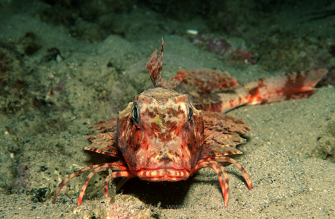 , Triglopurus lastoviza, Istria, Mediterranean Sea, Croatia