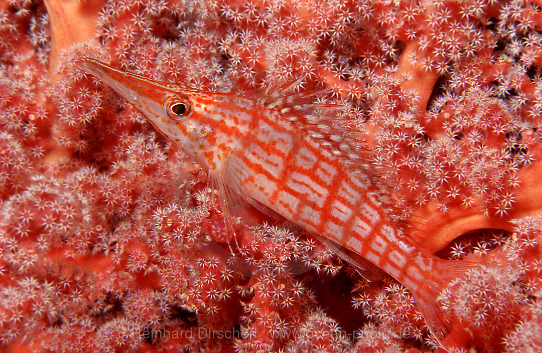 Longnose hawkfish