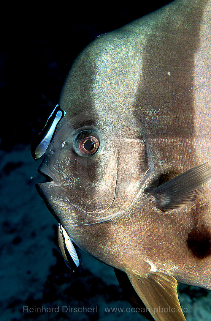 Langflossen Fledermausfisch und Putzerfische, Platax teira, Labroides dimidiatus, Indischer Ozean, Malediven