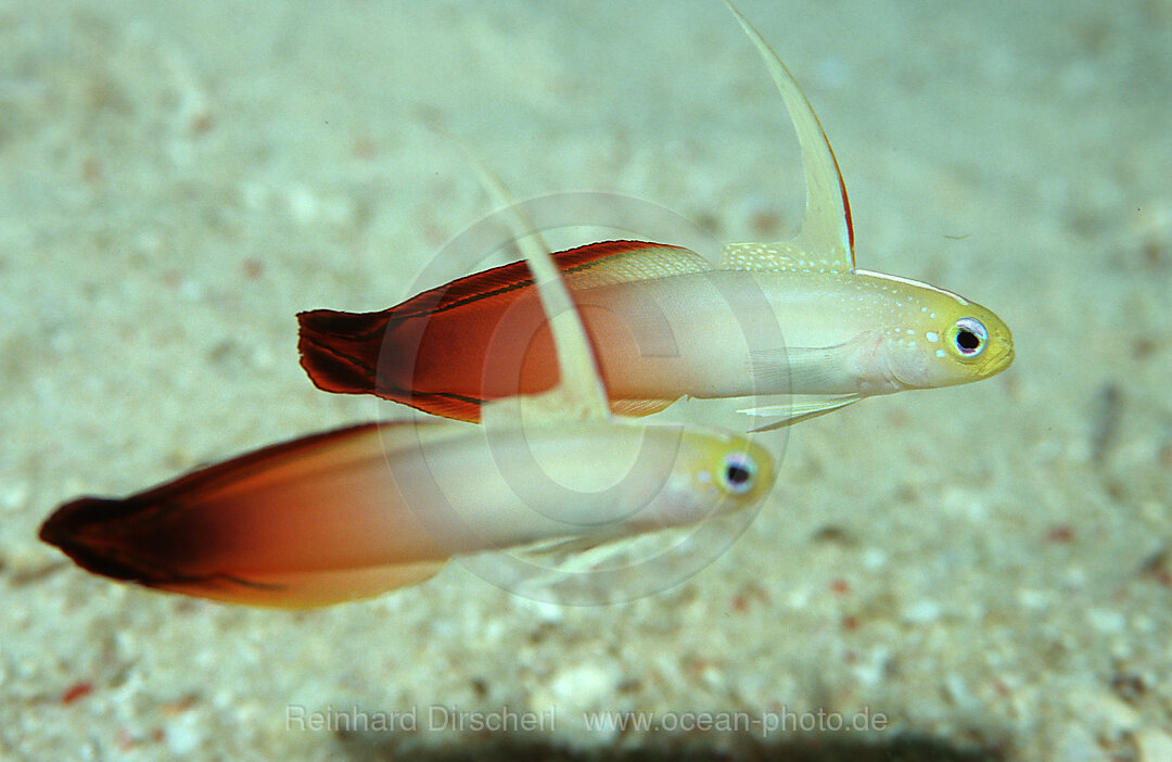 Fire dartfish