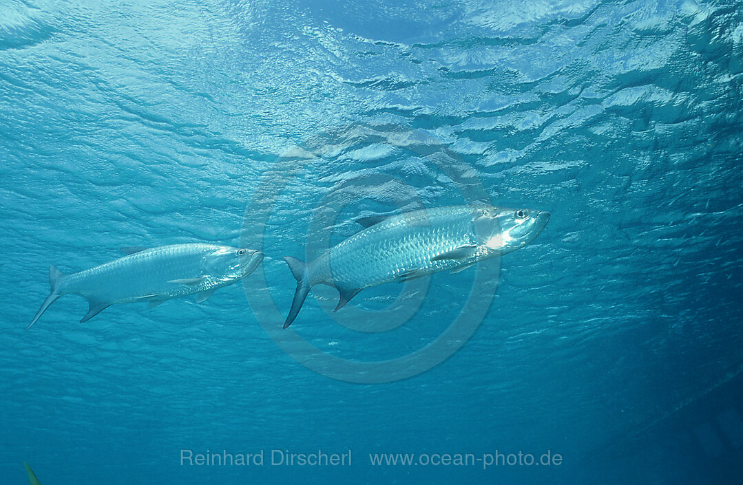 Tarpun, Tarpune, Megalops atlanticus, Karibisches Meer, Karibik, Niederlaendische Antillen, Curacao