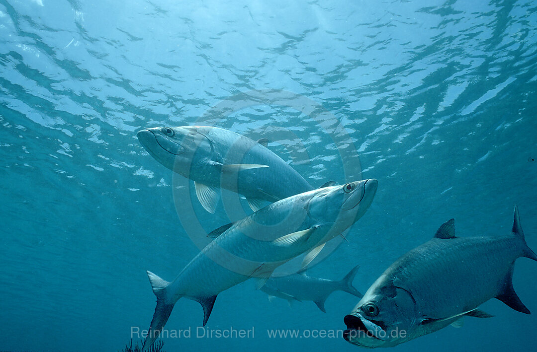 Tarpun, Tarpune, Megalops atlanticus, Karibisches Meer, Karibik, Niederlaendische Antillen, Curacao