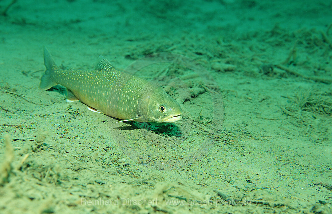 Charr, Salvelinus alpinus, Steiermark, Gruener See, Austria