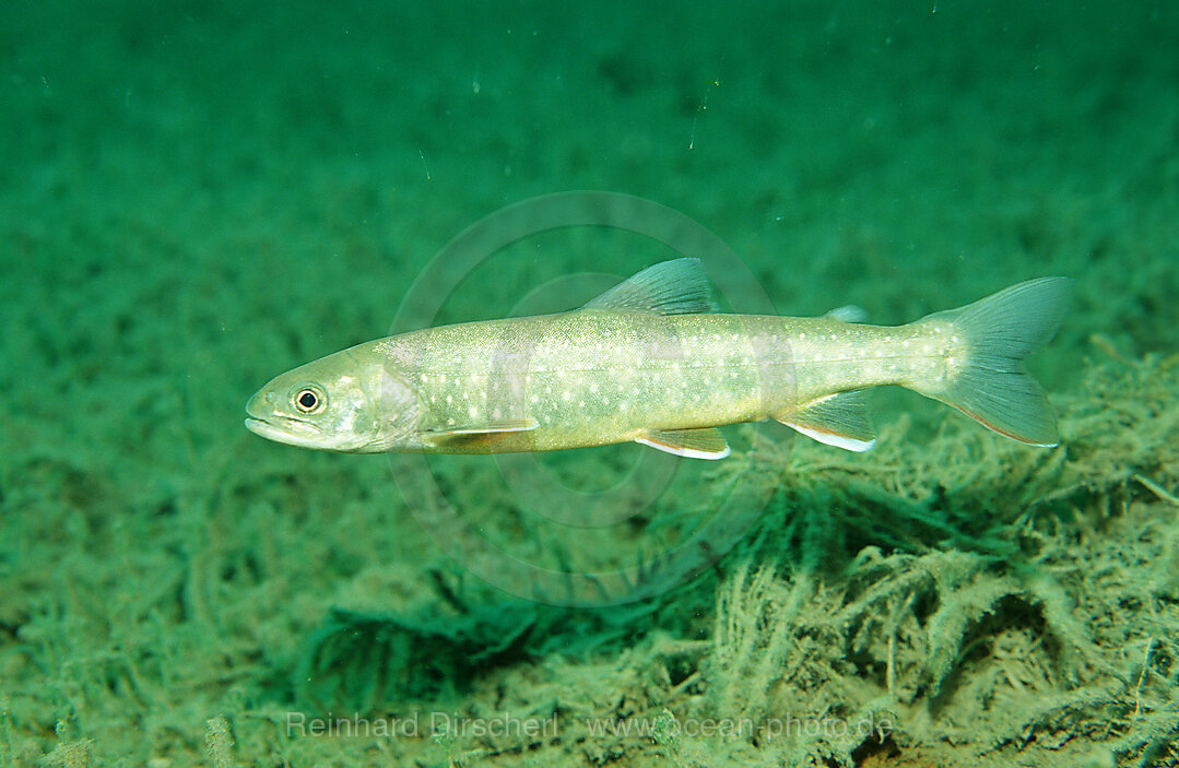 Seesaibling, Salvelinus alpinus, Steiermark, Gruener See, sterreich, Oesterreich