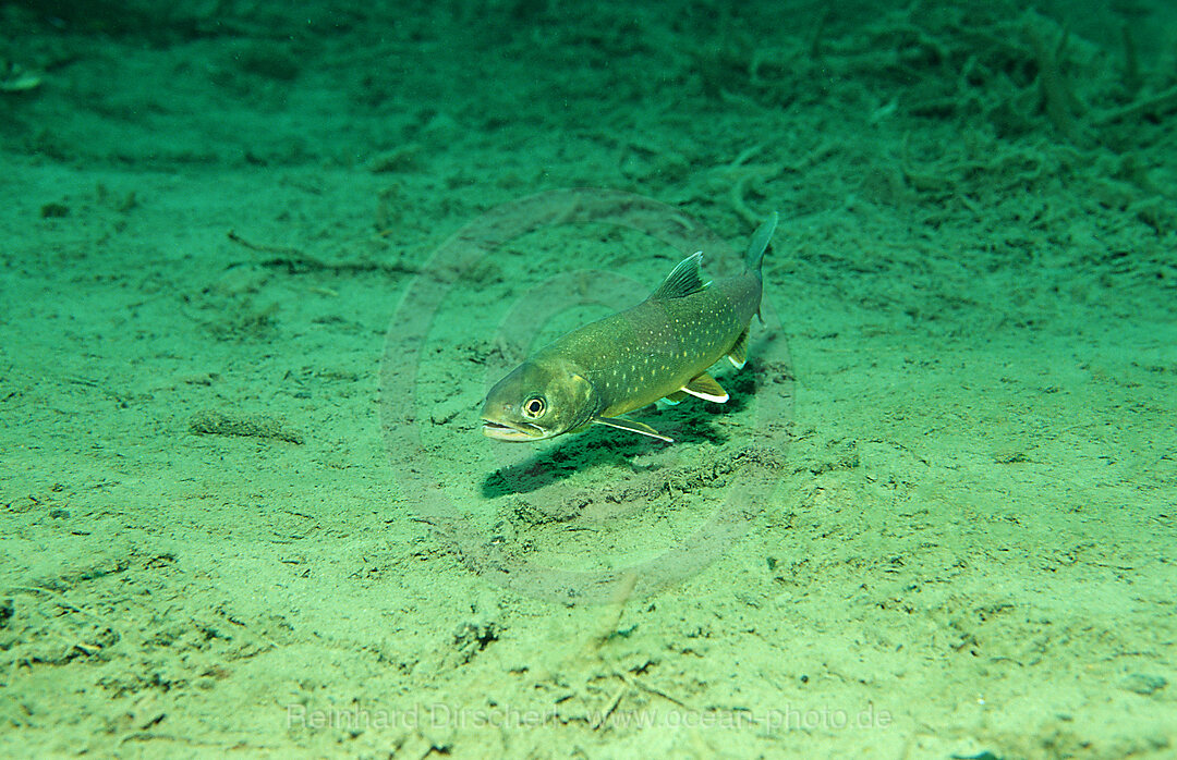 Seesaibling, Salvelinus alpinus, Steiermark, Gruener See, sterreich, Oesterreich