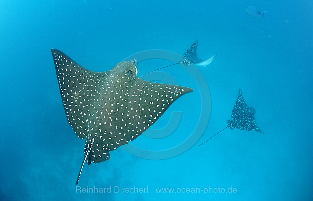 Spotted Eagle ray, Aetobatus narinari, Galpagos, Galapagos, Island, Pacific Ocean, Ecuador, South America