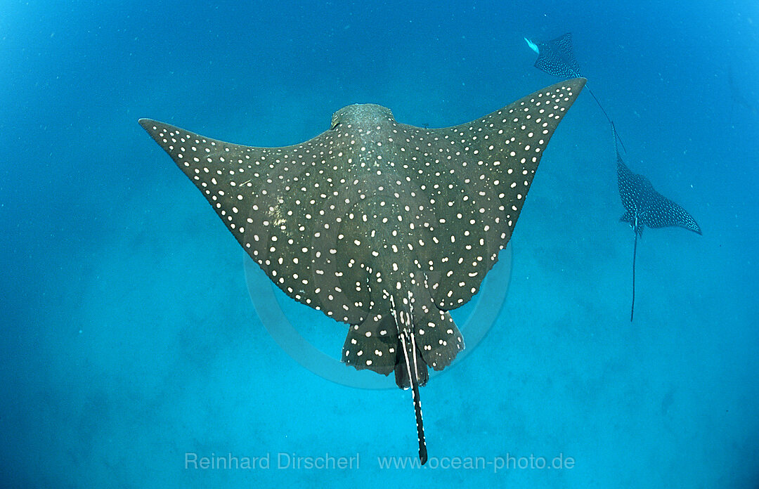 Adlerrochen, Aetobatus narinari, Galpagos, Galapagos, Pazifik, Ekuador, Ecuador, Sdamerika