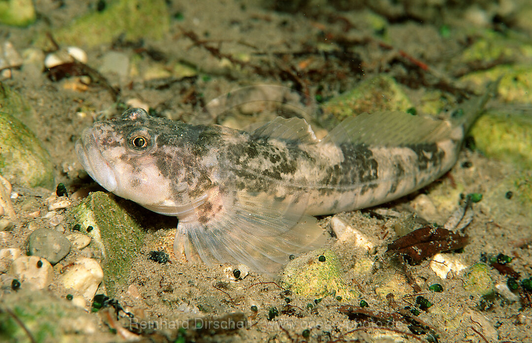 Bullhead