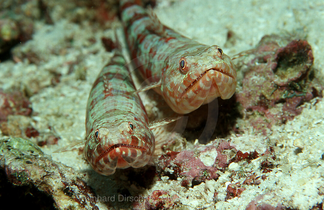 Reef lizardfish