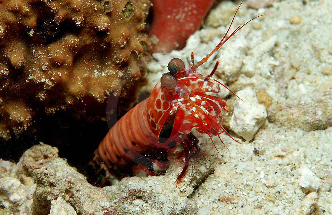 Bunter Schmetter-Fangschreckenkrebs, Odontodactylus scyllaris, Indischer Ozean, Malediven