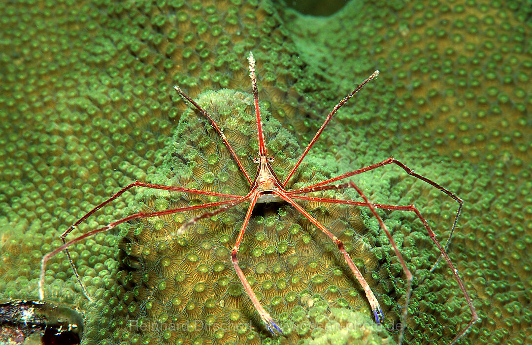 Spinnenkrabbe, Stenorhynchus seticornus, Karibisches Meer, Karibik, Mexiko