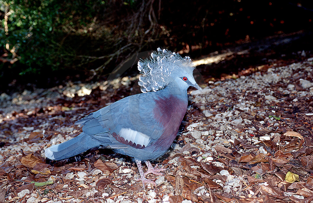 Kronentaube