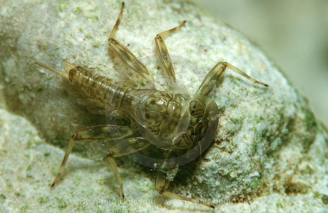 Steinfliegenlarve, Plecoptera, Bayern, Deutschland