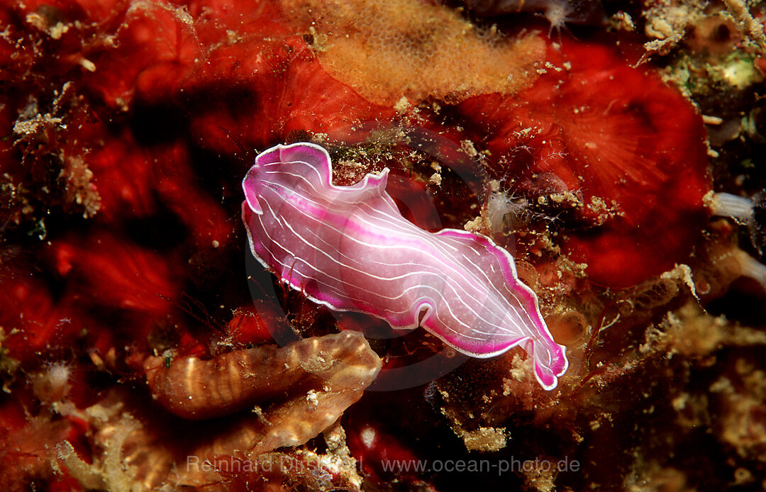 Flat worm