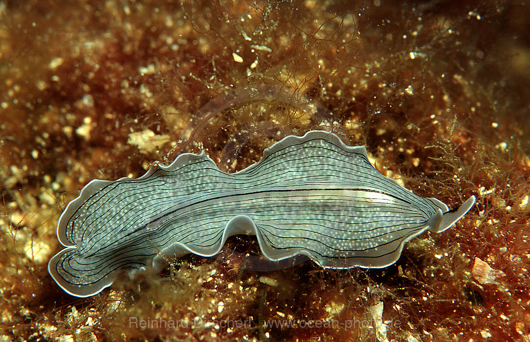 Strudelwurm, Planarien, Turbellaria, Istrien, Mittelmeer, Kroatien