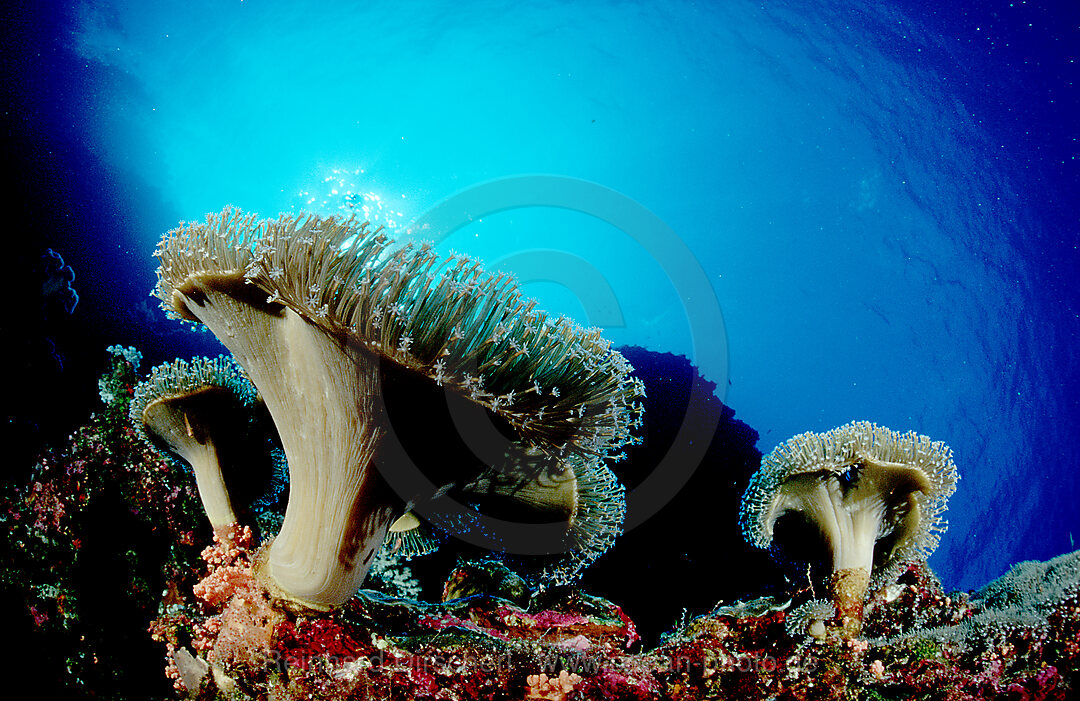 Pilz-Lederkoralle, Sarcophyton trochelioporum, Pazifik, Papua Neu Guinea