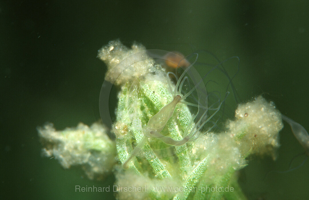 Suesswasserpolyp, Hydra