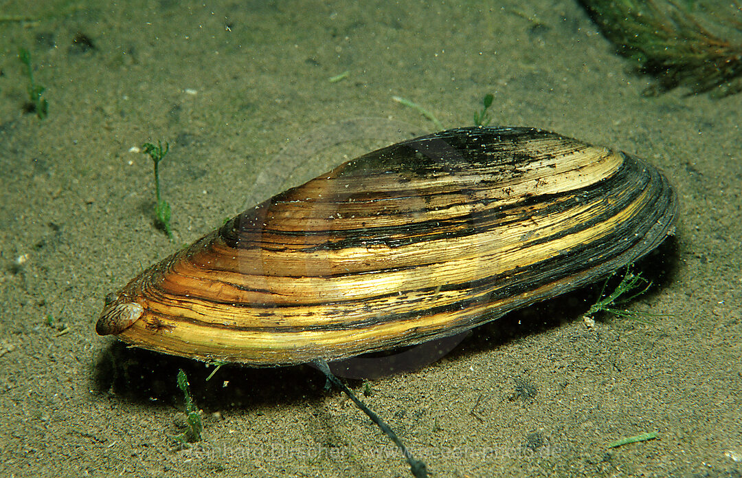 Teichmuschel, Suesswassermuschel