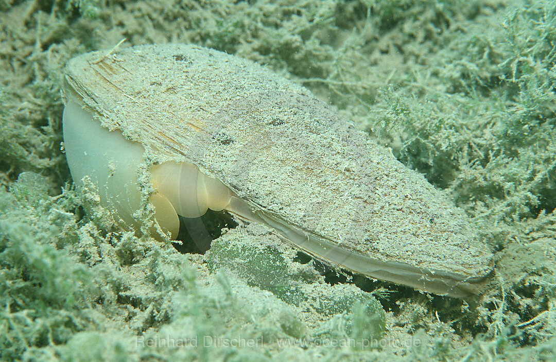 Teichmuschel, Suesswassermuschel
