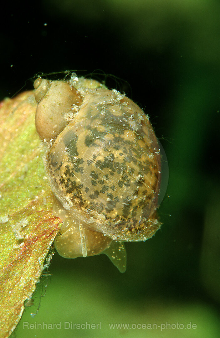 Spitzschlammschnecke