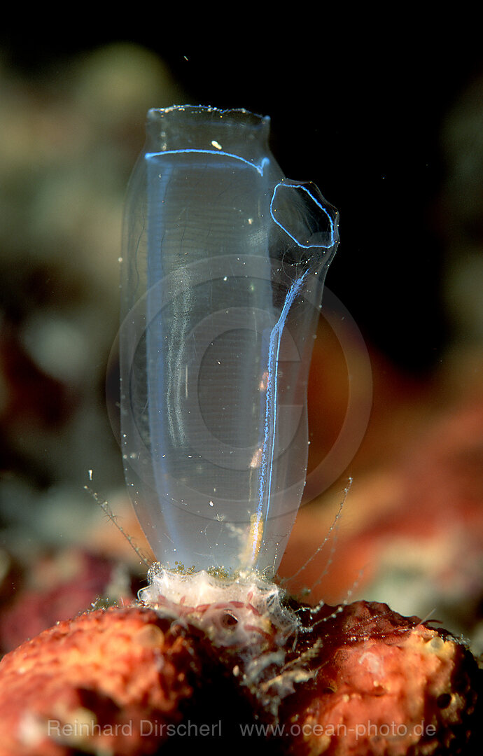 Sea squirt, Ascidia, Indian Ocean, Komodo National Park, Indonesia