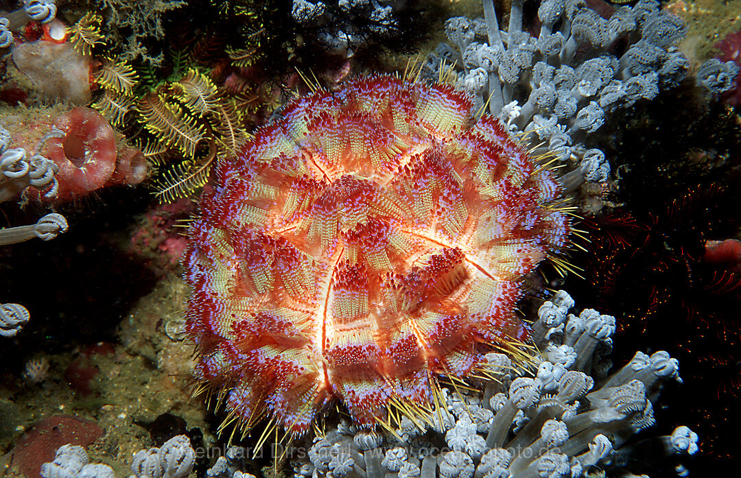 Sea urchin