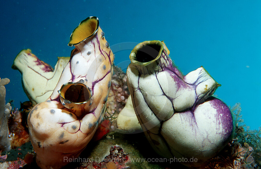 Sea squirt