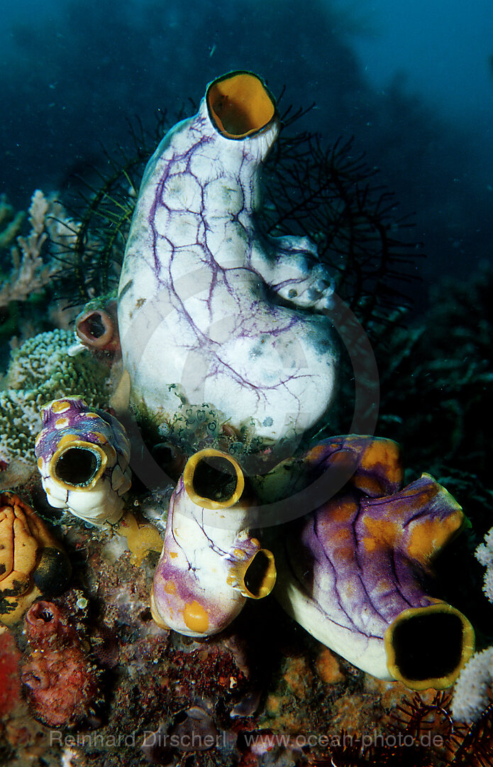 Sea squirt
