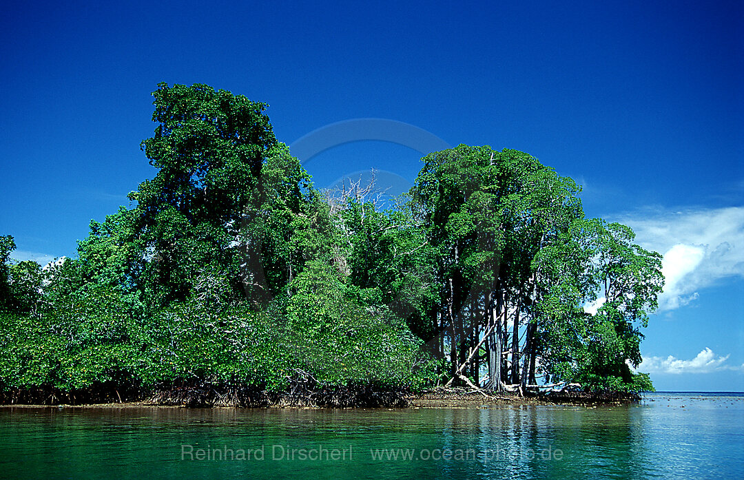 Insel mit Mangroven