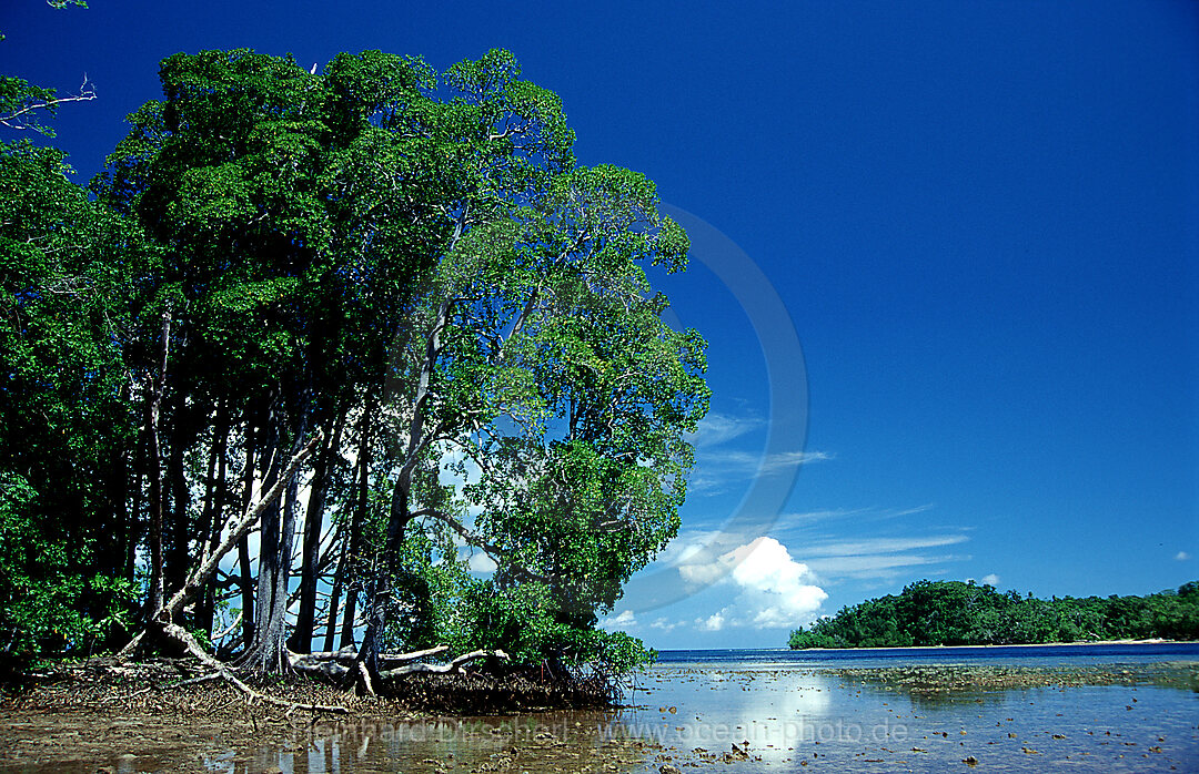 Mangroves island