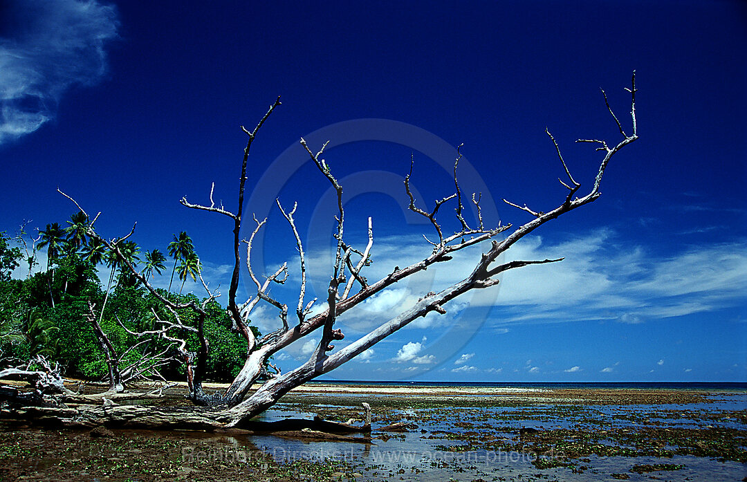 Insel mit Mangroven, Neu Irland, New Ireland, Papua Neu Guinea