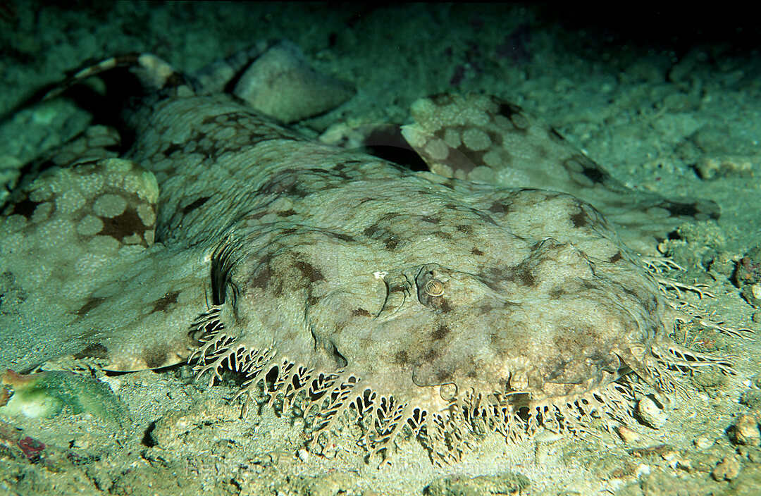 Wobbegong, Fransen-Wobbegong