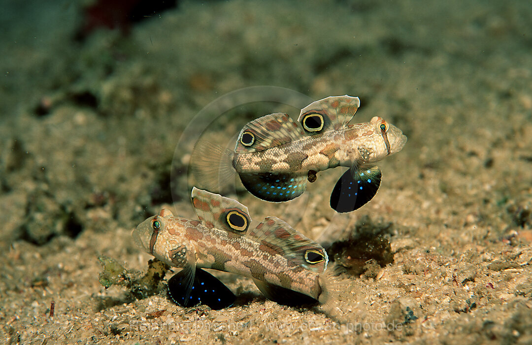 Two Crab-eye goby, Signigobius biocellatus, Neu Britannien, New Britain, Papua New Guinea