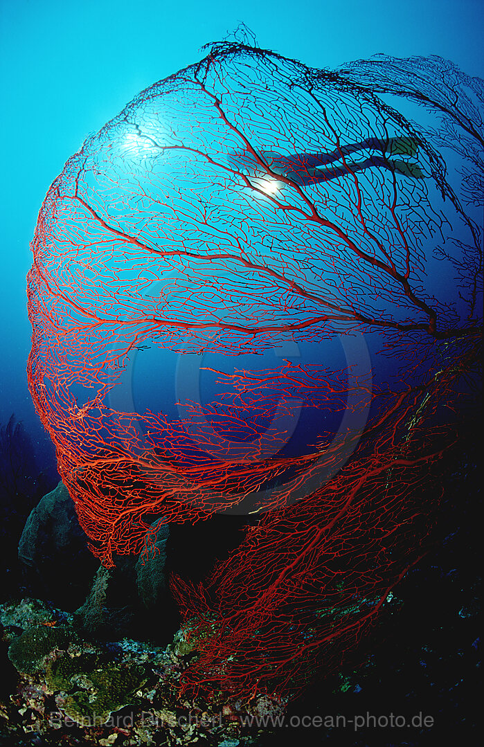Scuba diver and gorgonian coral