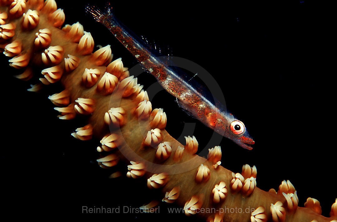 Gorgonian goby