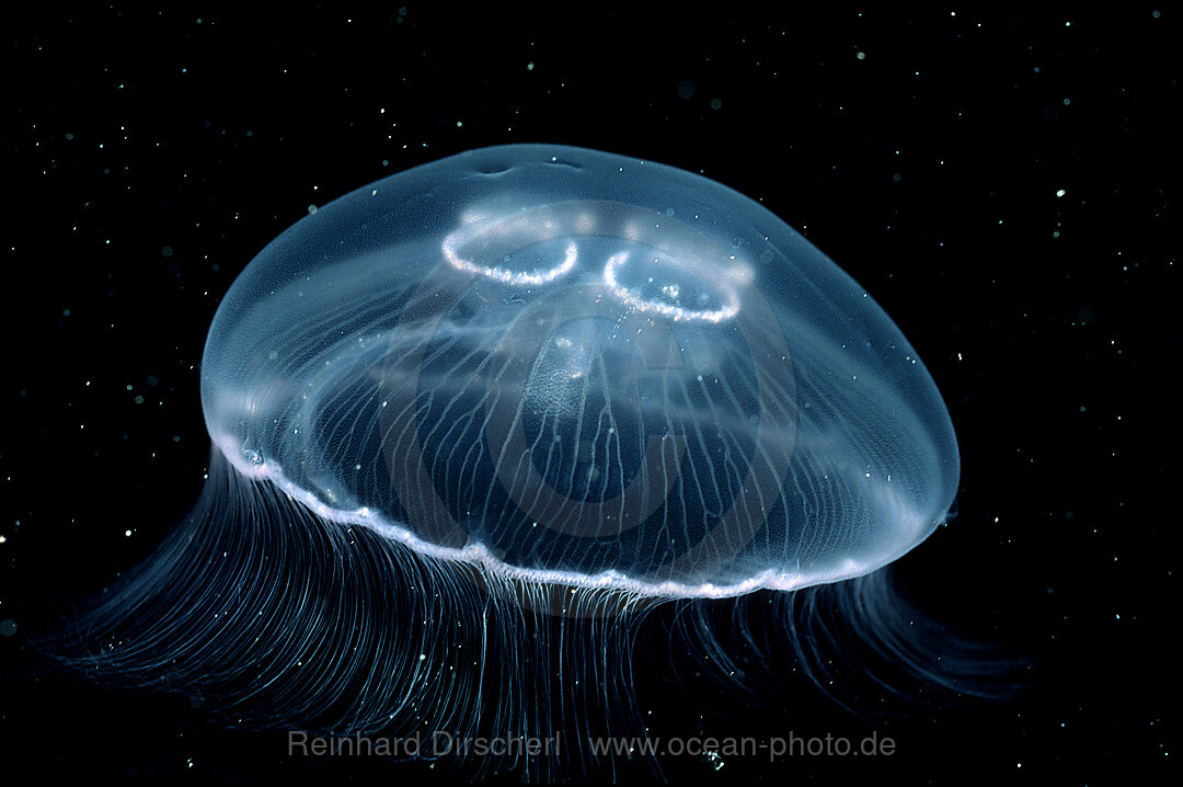 Ohrenqualle, Aurelia aurita, Atlantischer Ozean, Norwegen