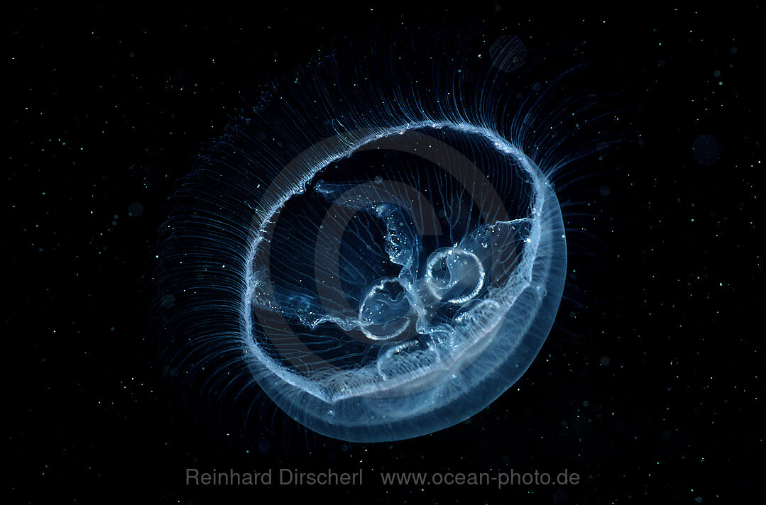 Moon Jellyfish