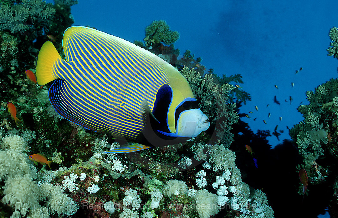 Imperator Kaiserfisch