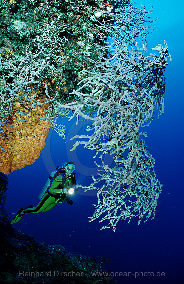 Scuba diver and sponge