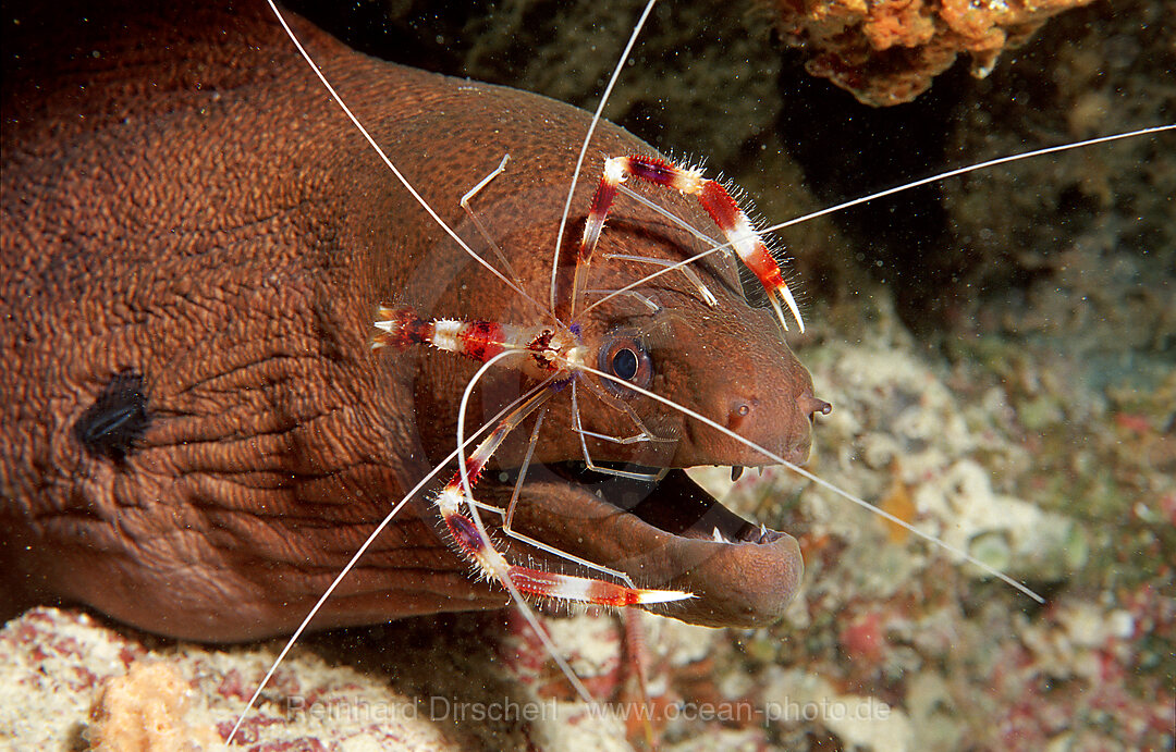 Cleaner shrimp cleaning Yellow-margined moray