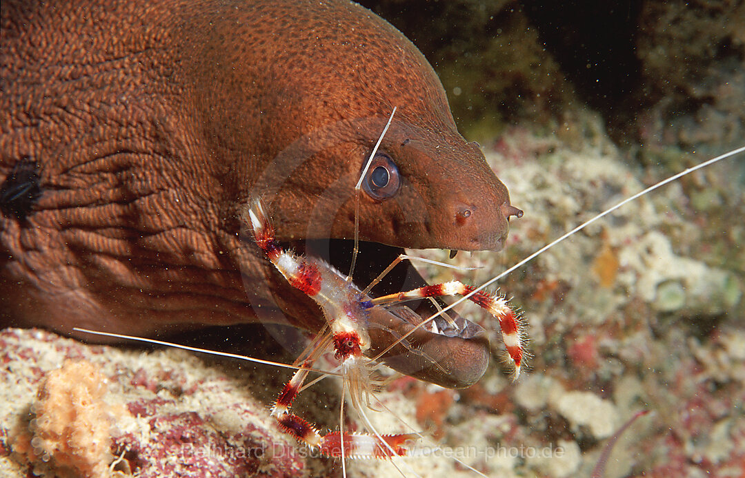 Gebaenderte Scherengarnele reinigt Russkopf-Muraene, Stenopus hispidus, Gymnothorax flavimarginatus, Indischer Ozean, Malediven