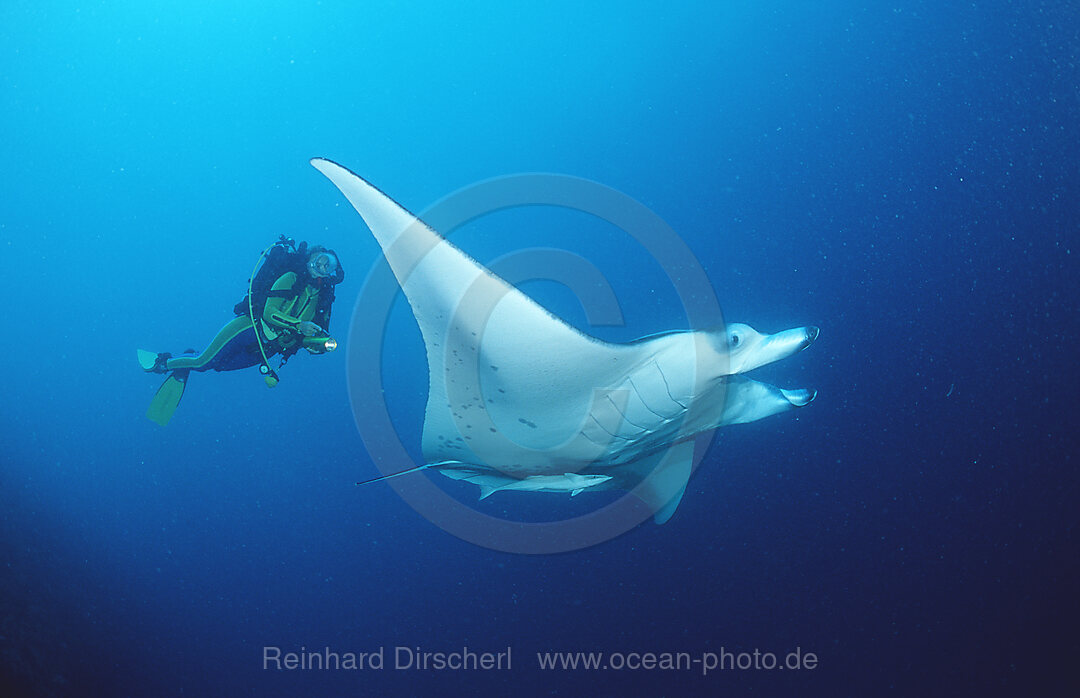 Manta ray and scuba diver, Manta birostris, Indian Ocean, Ari Atol, Maldives Island